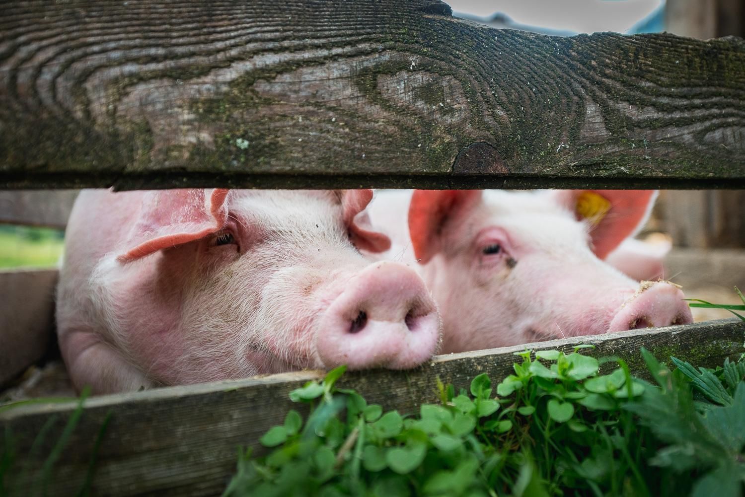 Two pigs curiously look through a wooden fence. They are lying in the green grass and appear relaxed.