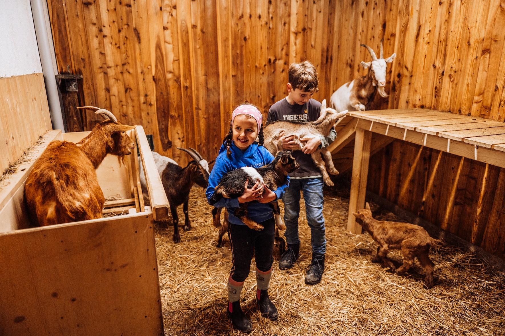 Two children are standing in a stable, holding goat kids in their arms. Around them are several goats, and the interior of the stable is lined with straw.