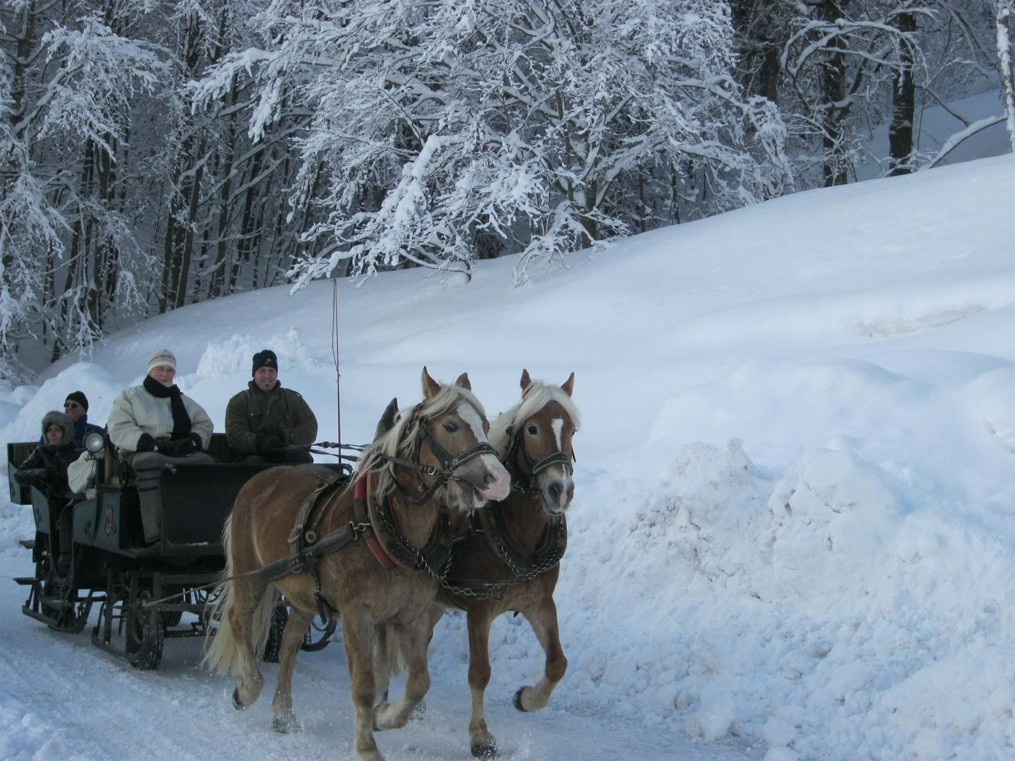 A horse-drawn sleigh ride through a snowy landscape. The surroundings are covered with snow and snow-capped trees.