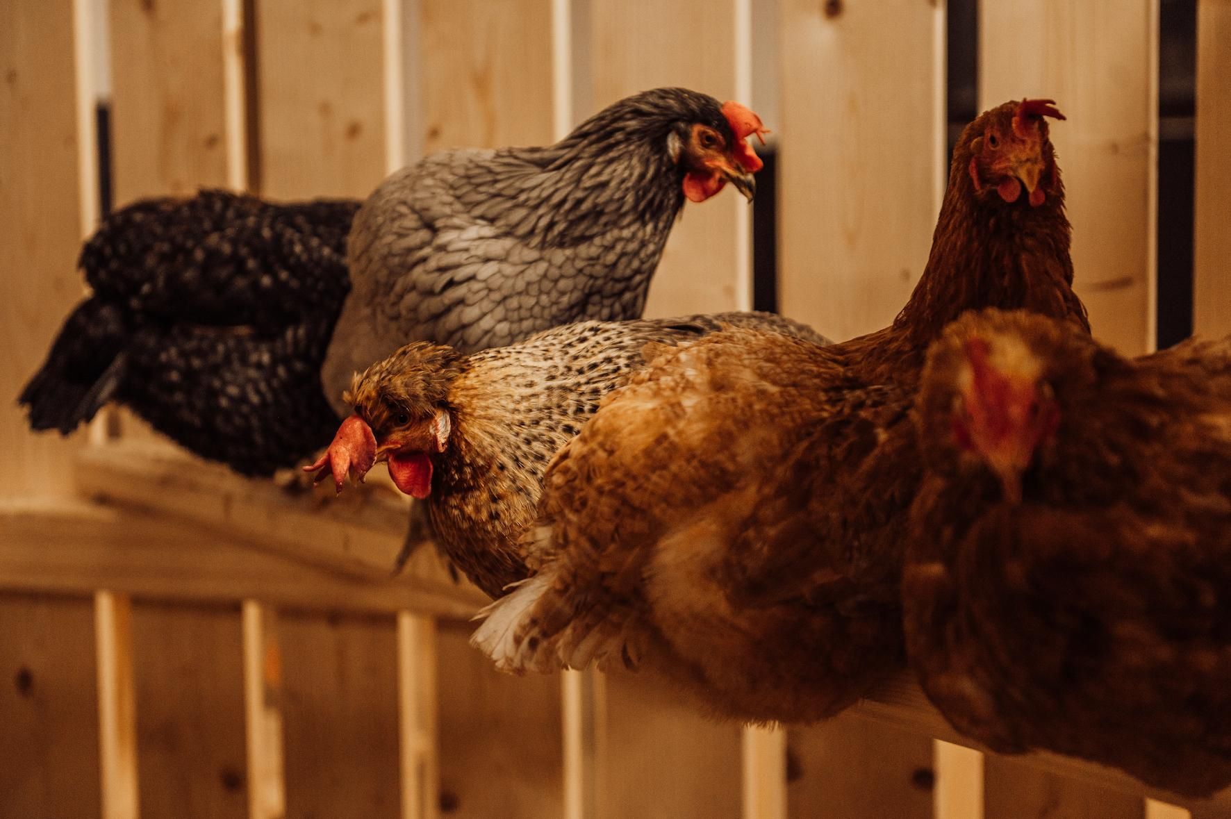 A group of chickens is sitting on a perch in a wooden barn. The chickens are of different colors and look calm.