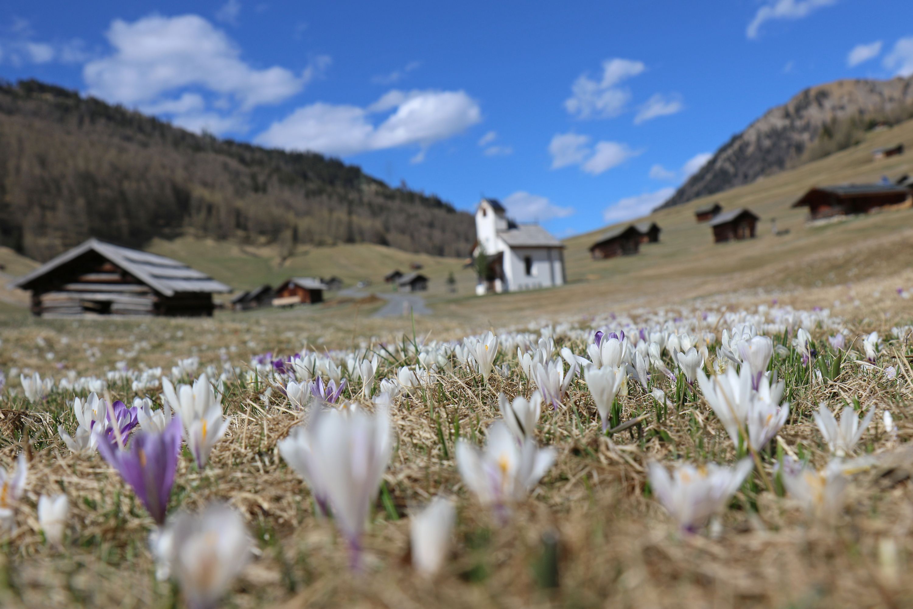 Pfundser Tschey im Frühling, Krokusse mit Kapelle