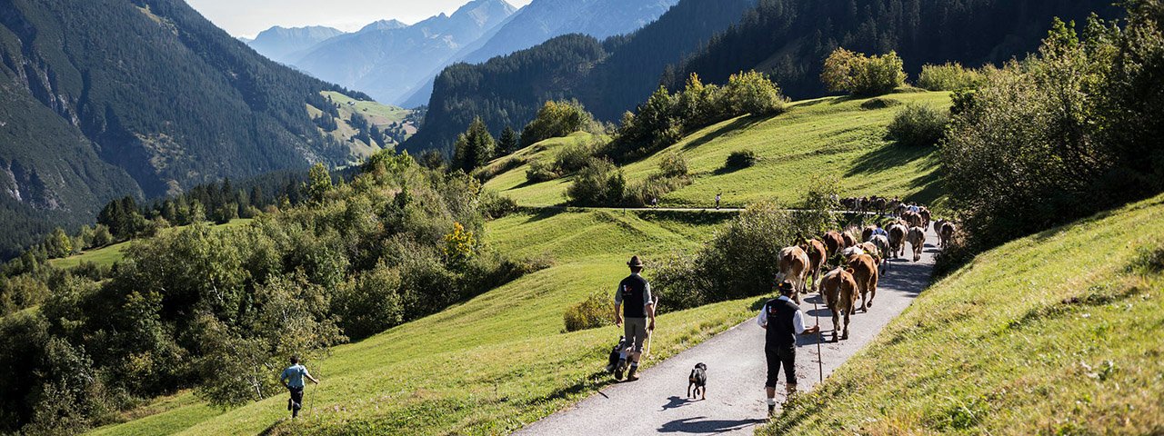 Im September wird das Vieh im Lechtal und seinen Seitentälern von den Almen geholt. Steeg feiert das mit einem großen Fest., © Tirol Werbung/Peter Neusser