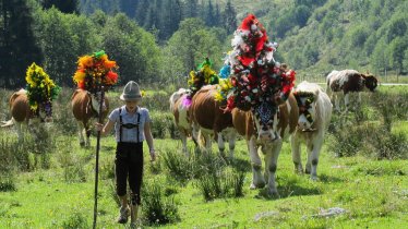 Mehr als 500 Tiere werden an einem Tag in Auffach ins Tal getrieben, © Wildschönau Tourismus