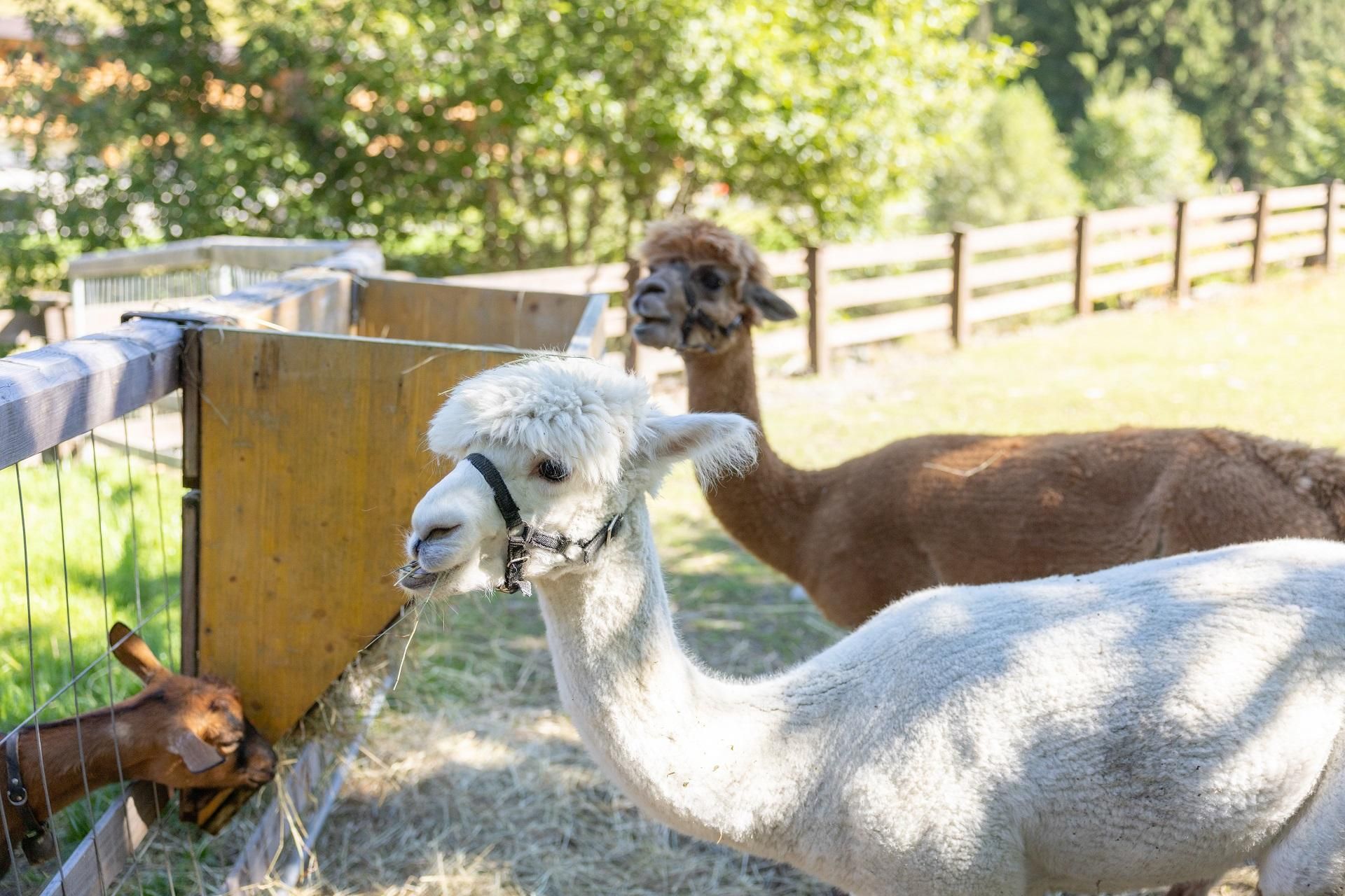 Two alpacas are standing on a meadow in front of a wooden fence. In the background, green trees are visible.