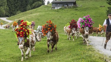 Bunt wie Paradiesvögel sind die Kühe ausstaffiert, wenn sie von den Sennern nach Söll ins Tal getrieben werden, © P. v. Felbert/D. Reiter/TVB Wilder Kaiser