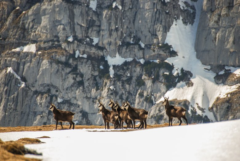 Kozice górskie, © Tirol Werbung / Jannis Braun