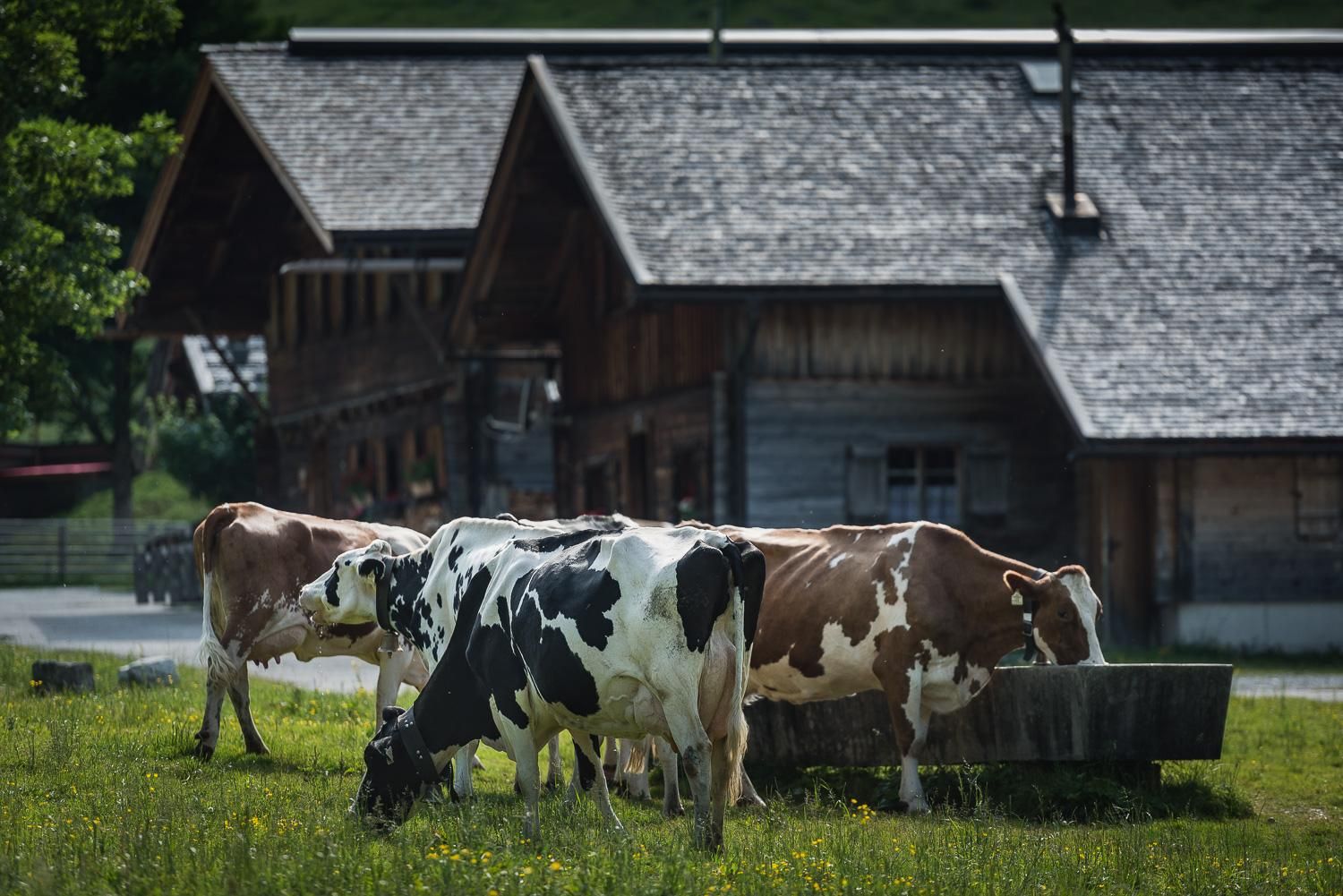 A tranquil rural scene with cows grazing in a meadow. Traditional wooden houses are visible in the background.